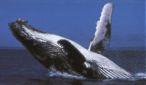 Hervey Bay Whale.jpg (9368 bytes)