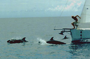 Phil and the Dolphins.jpg (34452 bytes)